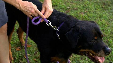 Reflective Combination Pet Harness Leash – 8.5 Ft Double-Braided Nylon Rope | Made in USA for Safety and Control Auburn Leathercrafters  item