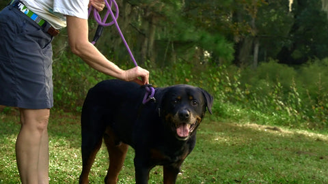 Reflective Combination Pet Harness Leash – 8.5 Ft Double-Braided Nylon Rope | Made in USA for Safety and Control Auburn Leathercrafters  item