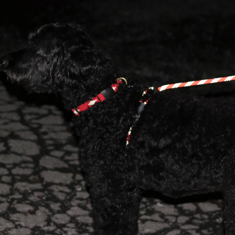 Reflective Combination Pet Harness Leash – 8.5 Ft Double-Braided Nylon Rope | Made in USA for Safety and Control Auburn Leathercrafters  item