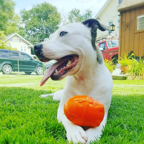 A happy white dog with dark spots relaxes on grass, panting with one ear up, holding a bright orange SodaPup Rocketman Durable Rubber Treat Dispenser & Chew Toy between its paws. Houses, cars, and greenery fill the background.