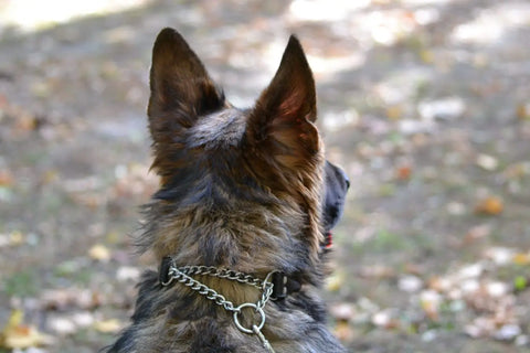 Rolled Leather Martingale Dog Collar 10-26 Inch Adjustable – Durable Bridle Leather Training Collar | Made in USA Auburn Leathercrafters  item