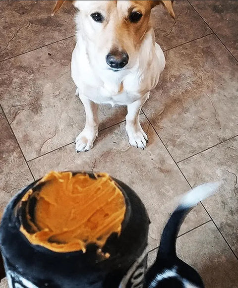 A tan dog sits on a tiled floor, staring intently at the SodaPup SP Magnum Can Toy EDispenser—an ultra durable black rubber chew toy & treat dispenser—in the foreground. A black-and-white tail wags in the lower right corner.