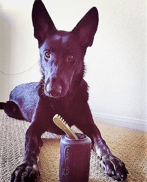 A black German Shepherd lies on a carpet, facing the camera, with its front paws on either side of a SodaPup SP Magnum Can Toy EDispenser—an ultra durable black rubber chew toy and treat dispenser. A plain light-colored wall is in the background.