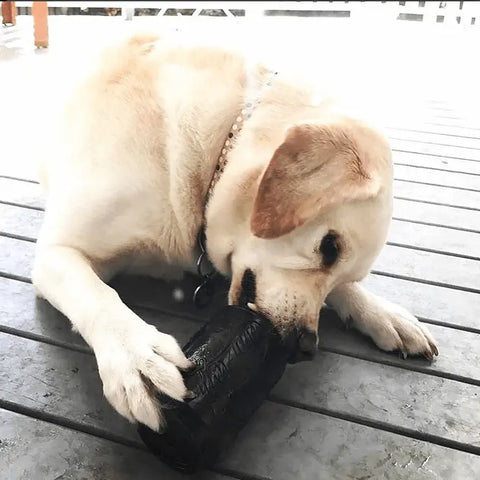A yellow Labrador retriever lies on a wooden deck, gripping the SodaPup SP Magnum Can Toy EDispenser Ultra Durable Rubber Chew Toy & Treat Dispenser in black with its front paws.