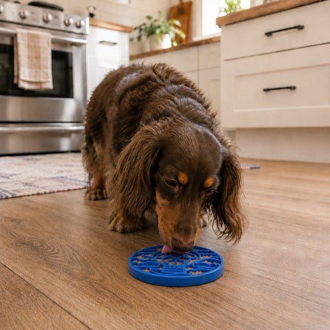 SodaPup Durable Nylon Dog Enrichment Feeder – Air eCoin Design | Made in USA SodaPup  ECOIN
