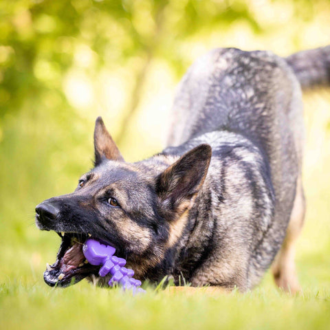 SodaPup Fish Bone Durable Nylon Dog Chew Toy – Tough Power Chewer Toy | Made in USA SodaPup  Nylon Dog Toys