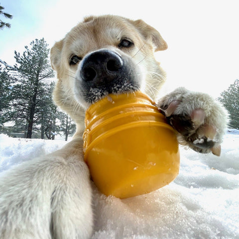 Durable PUP-X Rubber Treat Dispenser Toy – Honey Pot Design | Made in USA SodaPup  Rubber Dog Toys