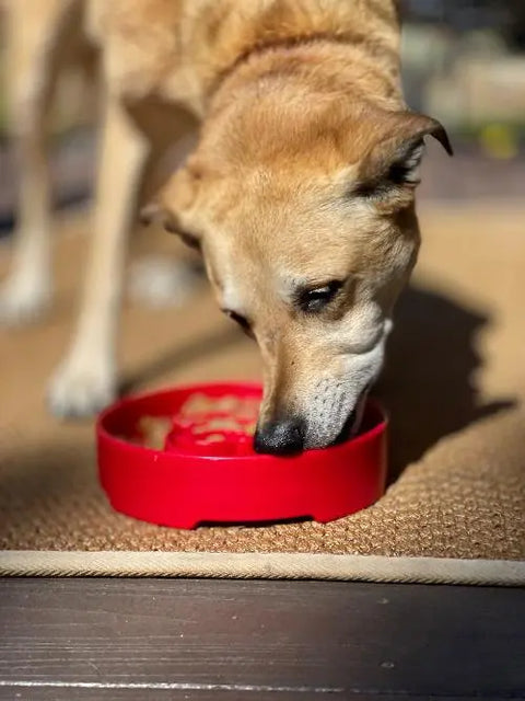 A tan dog eats from a SodaPup Santa Design EBowl Enrichment Slow Feeder Bowl for Dogs on a tan mat, sunlight highlighting its face and the bowl.