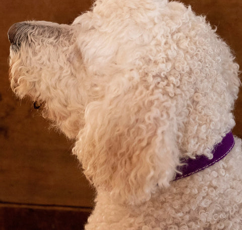 Saratoga Suede Collar Auburn Leathercrafters  item