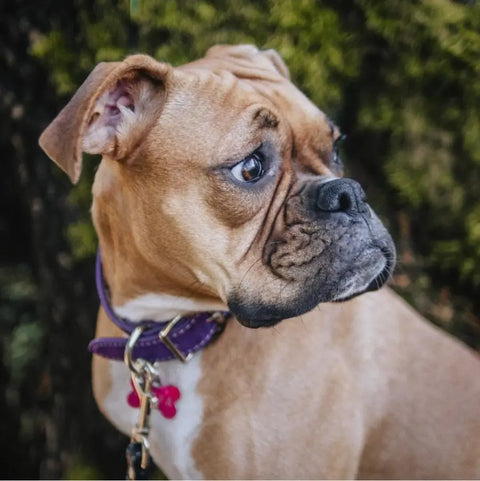 Saratoga Suede Dog Collar – Durable Suede Pet Collar With Pebble Grain Leather Lining | Made in USA Auburn Leathercrafters  item