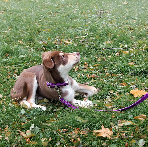 Saratoga Suede Leash Auburn Leathercrafters  item