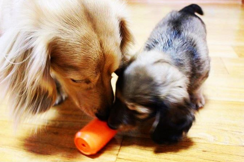 SodaPup Can Toy EDispenser – Durable Rubber Treat Dispensing Chew Toy | Made in USA SodaPup  Rubber Dog Toys