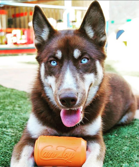 SodaPup Can Toy EDispenser – Durable Rubber Treat Dispensing Chew Toy | Made in USA SodaPup  Rubber Dog Toys