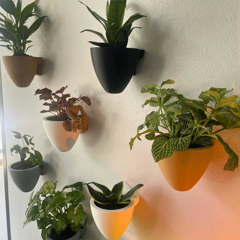 Six Chatelet Manufacturing Magic Wall Planters in white, black, brown, and yellow are mounted on a white wall. Sunlight highlights the green leaves in these easy-care, self-watering planters with internal water reservoirs.