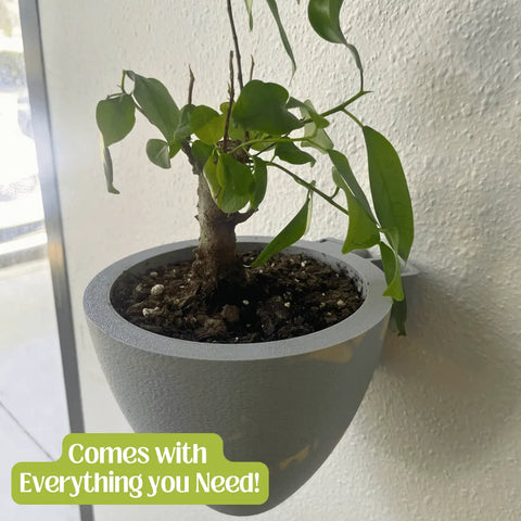 A small green plant is displayed in a Chatelet Manufacturing Magic Wall Planter—an easy-care, self-watering wall planter with an internal water reservoir—against a textured white wall. Comes with everything you need!.