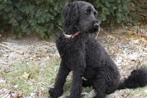 Seneca Side-Release Buckle Collar Auburn Leathercrafters  item