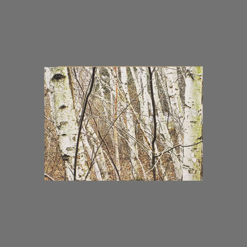 The JuLu Cards Pack of 8 - Birch Trees (10014) features slender birch trees with white bark and dark markings—ideal for cards or 3.5 x 5 envelopes, with brown and yellow foliage in the background.