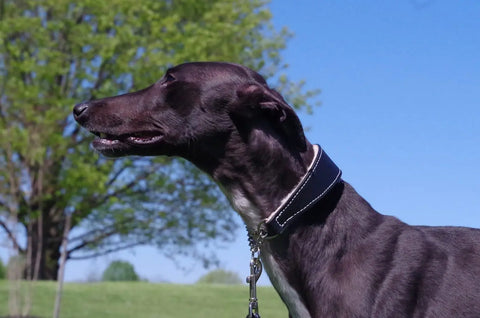 Shearling-Lined Martingale Dog Collar – Durable Bridle Leather Training Collar with Soft Padding | Made in USA Auburn Leathercrafters  item