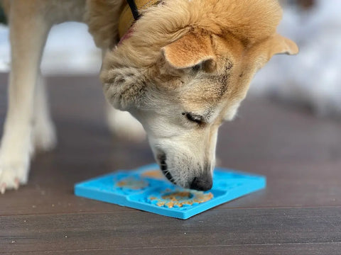 A tan and white dog with a black collar licks food from a SodaPup Sky Design EMat Enrichment Lick Mat on a wooden floor, focusing on the dogs head and the mat, which aids dog digestive health, with a blurred background.