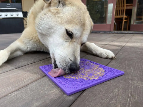 A light brown dog lies on a wooden floor, licking peanut butter from a purple SodaPup Bones Design EMat Enrichment Lick Mat—a fun toy that keeps pups happily engaged.