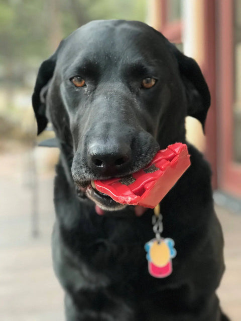 A black dog with a red collar and blue bone-shaped tag holds the SodaPup Cherry Pie EChew Ultra Durable Nylon Dog Chew Toy and Treat Holder in its mouth while looking at the camera.