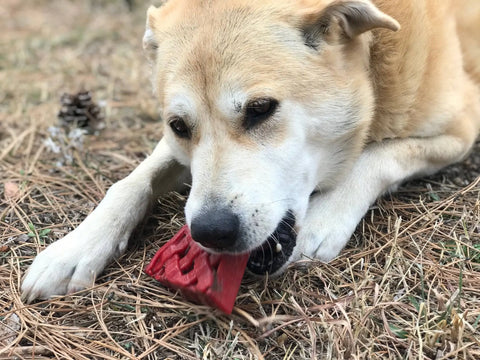 A large tan and white dog lies on dry grass, chewing on the SodaPup Cherry Pie EChew Ultra Durable Nylon Dog Chew Toy and Treat Holder, with a pinecone nearby.