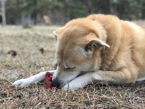 A tan dog lies on dry grass, resting its head on its paws while nuzzling a red SodaPup Cherry Pie EChew Ultra Durable Nylon Dog Chew Toy and Treat Holder. Blurred trees appear in the background.