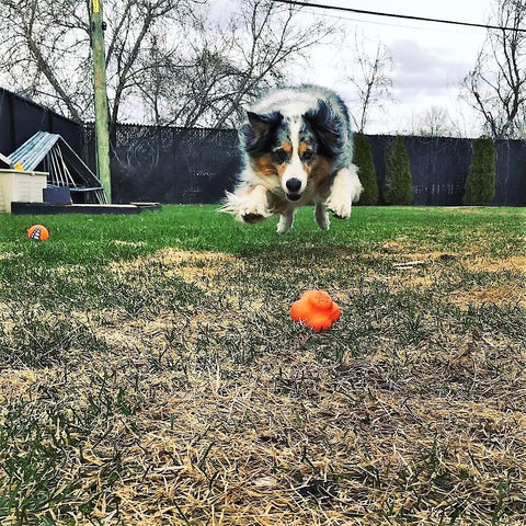 A white, gray, and brown dog leaps mid-air on the grass toward a bright orange SodaPup Crazy Bounce Ultra Durable Rubber Chew & Retrieving Toy. Leafless trees and a backyard fence appear in the background.