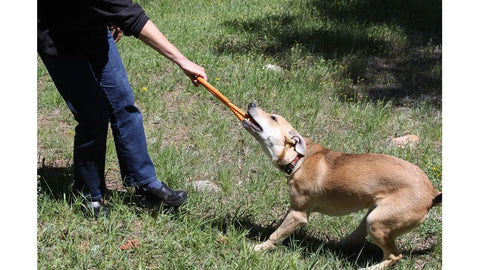 Wearing jeans and black shoes, a person plays tug-of-war with a tan dog using the SodaPup Pop Top Rubber Tug Toy for Interactive Play, as the dog enthusiastically pulls in a grassy outdoor space.