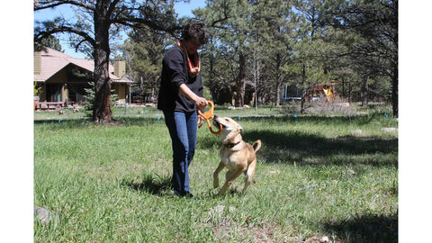 In a sunny, grassy yard with houses and trees, a person and their tan dog play tug-of-war using the veterinarian approved SodaPup Pop Top Rubber Tug Toy.