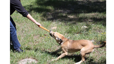 A person and a tan dog play tug-of-war on the lawn in bright sunlight using the SodaPup Pop Top Rubber Tug Toy for Interactive Play. The dog pulls energetically while the person holds the other end.