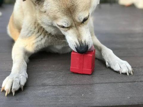 A dog is lying on a wooden floor, holding and licking a red SodaPup Gift Box EDispenser Durable Rubber Chew Toy & Treat Dispenser with its front paws.