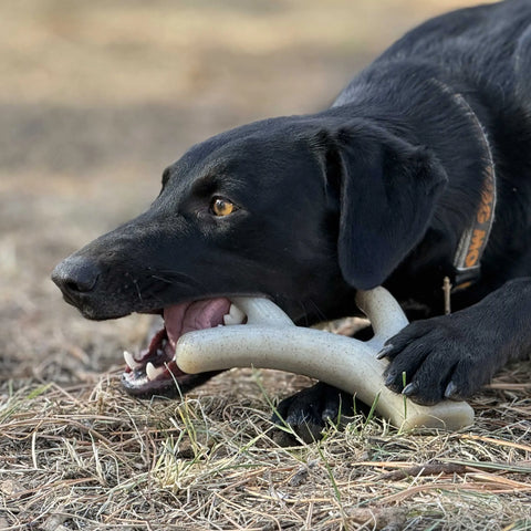 SodaPup Ever Antler Dog Chew Toy 7.5 Inch Large – Durable Nylon Bone Alternative | Made in USA SodaPup  Nylon Dog Toys