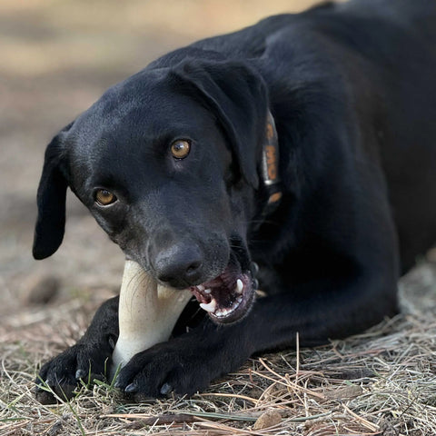 SodaPup Ever Antler Dog Chew Toy 7.5 Inch Large – Durable Nylon Bone Alternative | Made in USA SodaPup  Nylon Dog Toys