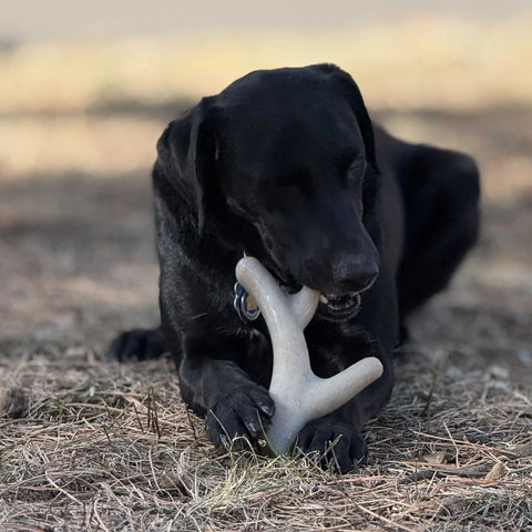 SodaPup Ever Antler Dog Chew Toy 7.5 Inch Large – Durable Nylon Bone Alternative | Made in USA SodaPup  Nylon Dog Toys