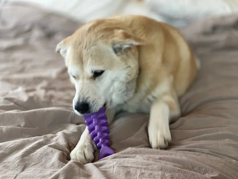 A light brown dog lies on a solid, neutral bed, chewing on a purple SodaPup Fish Bone Ultra Durable Nylon Chew Toy with its front paws. Perfect for power chewers, this toy helps reduce problem behaviors.