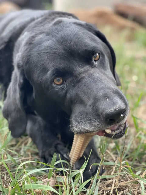 A black dog lies on grass, chewing on a SodaPup Honey Bone Dental Tower EChew Ultra Durable Nylon Dog Chew Toy, its head tilted and eyes looking toward the camera, enjoying fresher breath.