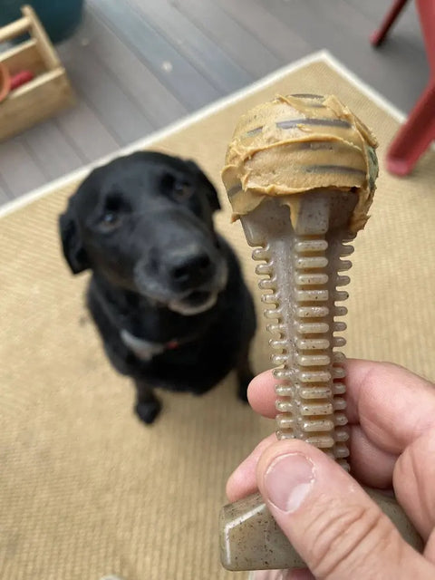 A black dog sits on a tan rug, gazing up at a hand holding the SodaPup Honey Bone Dental Tower EChew Ultra Durable Nylon Dog Chew Toy coated with peanut butter—ideal for power chewers and helping maintain fresh breath.