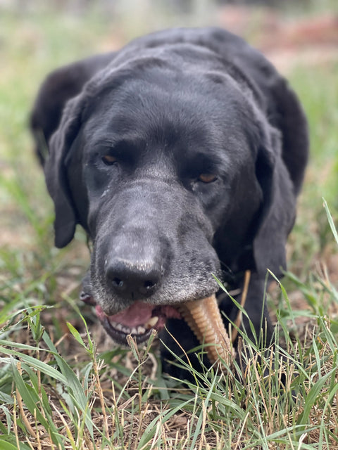 A black dog, perfect for power chewers, is lying in the grass chewing on the SodaPup Honey Bone Dental Tower EChew Ultra Durable Nylon Dog Chew Toy while looking at the camera.