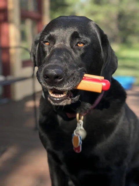 A black dog with a collar stands outdoors, holding the SodaPup Hot Dog Ultra Durable Nylon Dog Chew Toy—red and yellow and shaped like a popsicle—in its mouth. A blurred building and greenery are visible in the background.