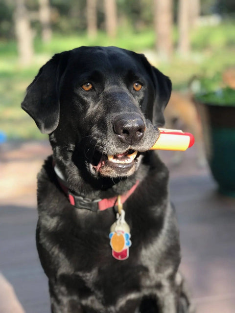 A black Labrador retriever with a red collar holds the SodaPup Hot Dog Ultra Durable Nylon Dog Chew Toy outdoors on a sunny day, helping to reduce problem behaviors.