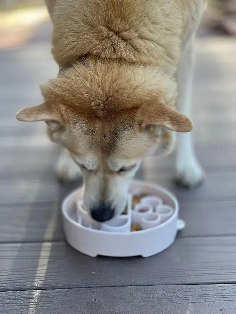 A large, light brown dog enjoys a meal from a white SodaPup Java Design EBowl Enrichment Slow Feeder Bowl on a wooden deck, viewed from above.