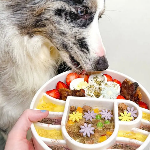 A dog with blue eyes sniffs a SodaPup Java Design EBowl Enrichment Slow Feeder Bowl filled with colorful foods like strawberries, egg, meat, and flower treats as a hand offers this enrichment meal near the dog’s nose.
