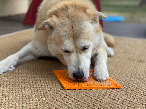 A tan dog relaxes on a textured rug, licking food from the SodaPup Zombie Design Emat Enrichment Lick Mat—using its paws to hold this popular anxiety-relief toy steady and enjoy a tasty treat.
