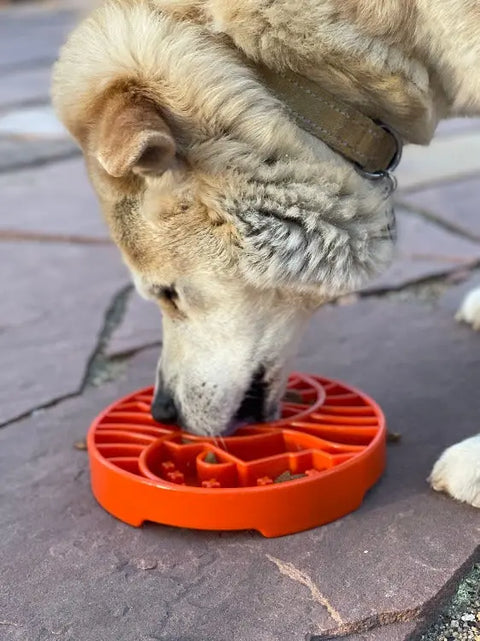 A light brown dog with a collar enjoys eating from the orange Sun and Moon Design ETray Enrichment Slow Feeder Tray by SodaPup on a stone patio, benefiting from enrichment made for smaller dogs.
