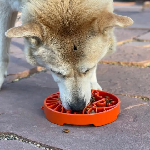 A light-colored dog enjoys enrichment while eating kibble from a SodaPup Sun and Moon Design ETray Enrichment Slow Feeder Tray, ideal for smaller dogs, placed on a stone patio.