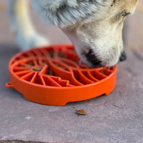 A close-up of a dog eating from the SodaPup Sun and Moon Design ETray Enrichment Slow Feeder Tray on a stone surface, with only its snout and part of its head visible, showcasing mealtime enrichment for smaller dogs.