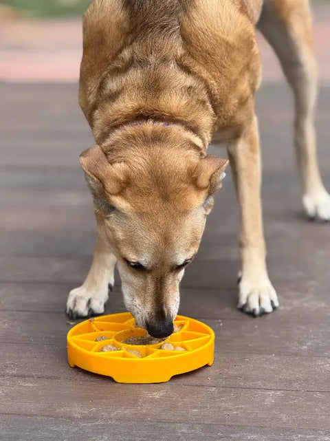 Sunflower Slow Feeder Dog Bowl 8 Inch Shallow Tray | Made in USA SodaPup  ETRAY