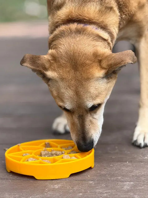 A brown dog with upright ears eats from a SodaPup Sunflower Design ETray Enrichment Shallow Slow Feeder Dog Bowl on a wooden surface outdoors.