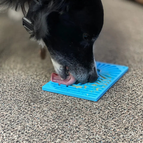 A black and white dog licks food from a blue SodaPup Surfs Up Design EMat Enrichment Lick Mat - Small on a brown carpeted floor, satisfying its foraging instincts.